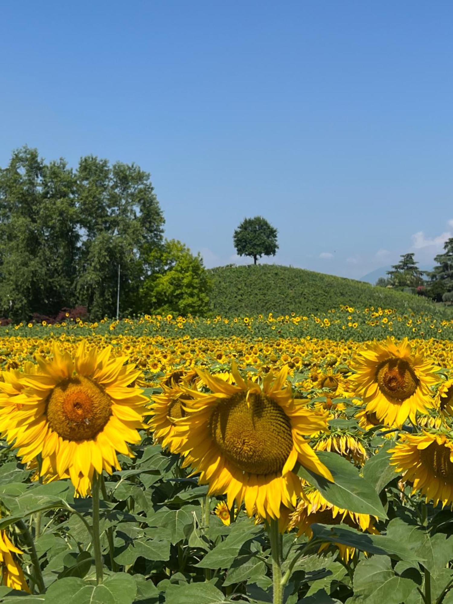 Borghetto San Biagio Relais Agriturismo Thiene Esterno foto